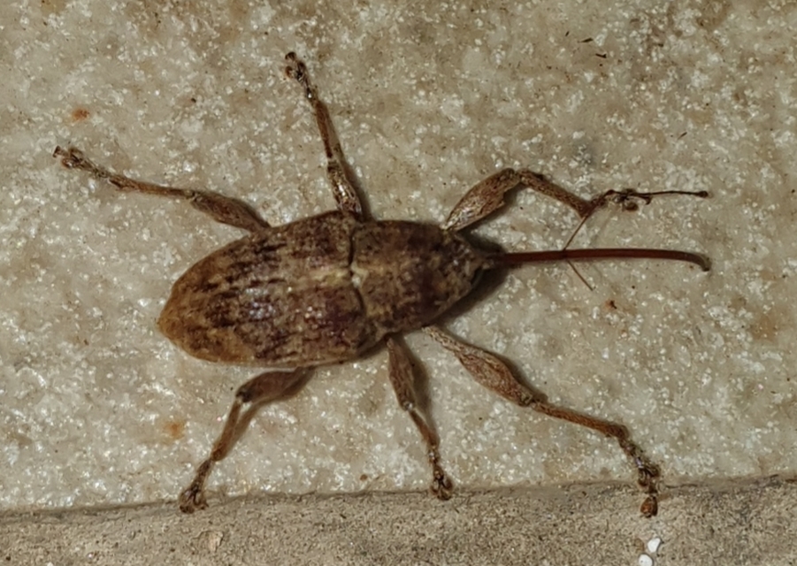 Curculio elephas - gesztenyezsuzsóka