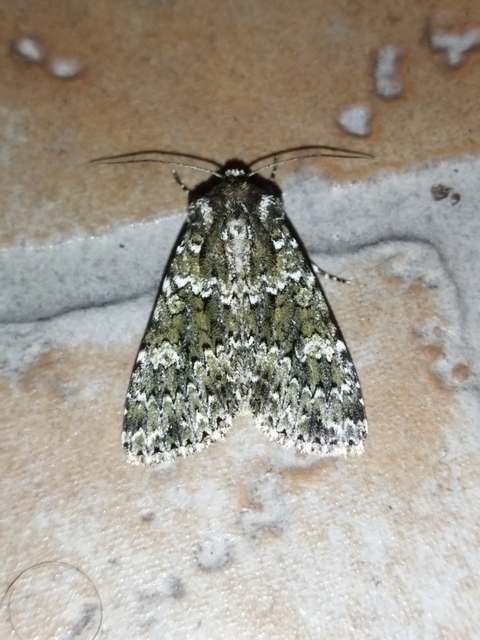Polymixis polymita - kankalin-tarkabagoly
