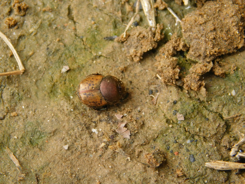 Onthophagus coenobita - rezes trágyatúró