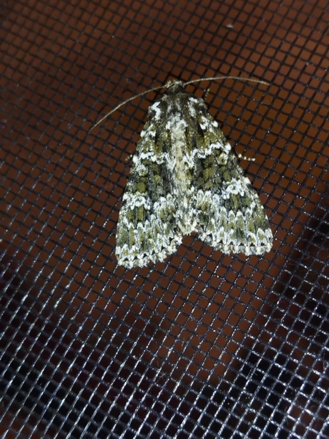 Polymixis polymita - kankalin-tarkabagoly