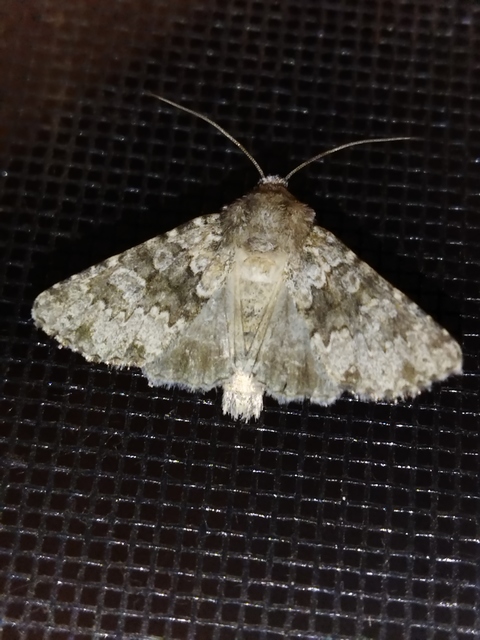 Hecatera dysodea - parajbagoly