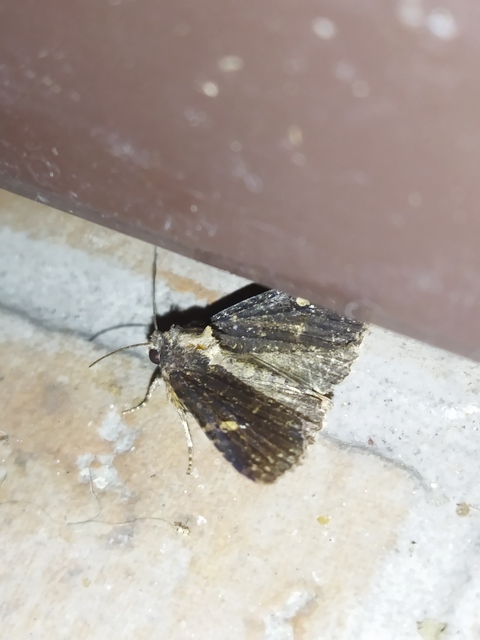 Mesapamea secalella - utánzó dudvabagoly