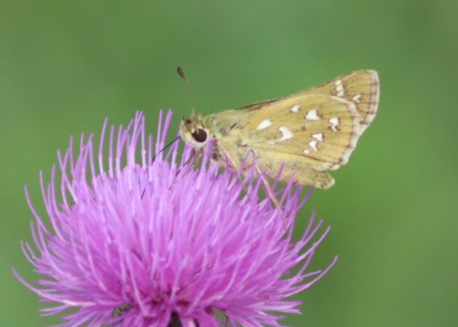Hesperia comma - vesszős busalepke