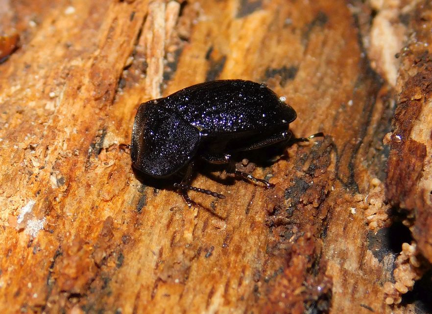 Phosphuga atrata - bordás csigarabló