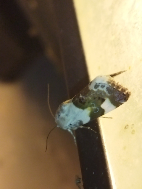 Acontia lucida - fehér nappalibagoly