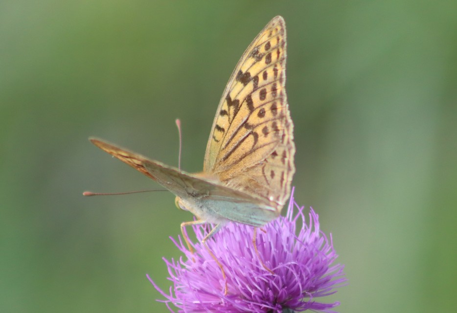 Argynnis pandora - zöldes gyöngyházlepke