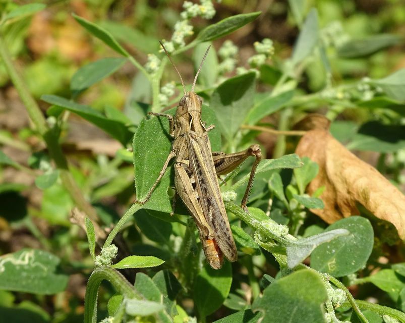 Chorthippus (Glyptobothrus) (subgenus)