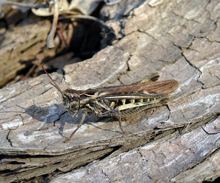 Chorthippus (Glyptobothrus) (subgenus)