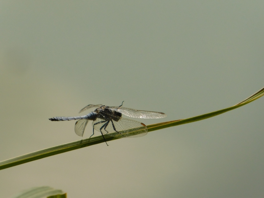 Orthetrum coerulescens - karcsú pásztorszitakötő