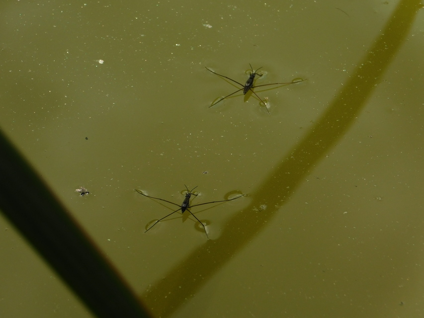 Gerridae - molnárpoloskák