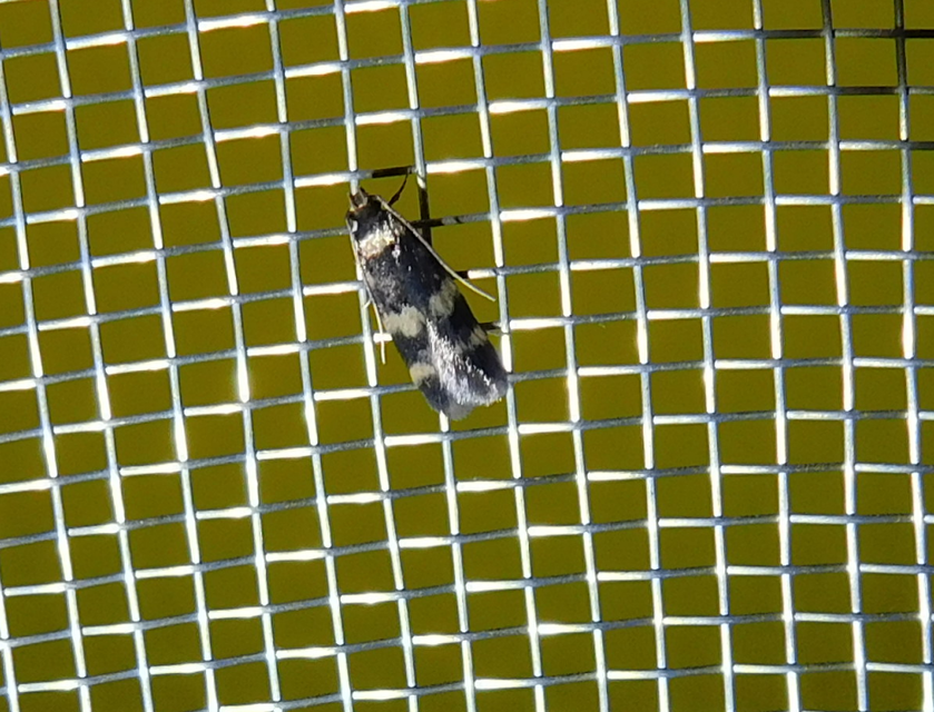 Oegoconia