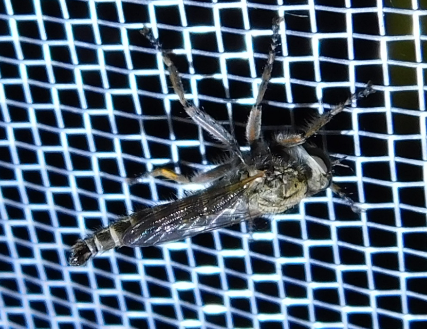 Antiphrisson trifarius