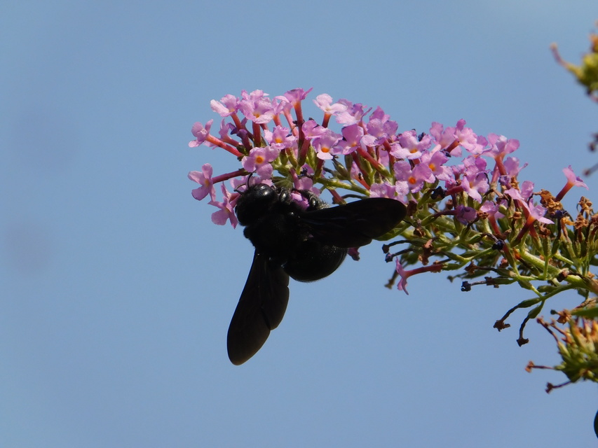 Xylocopa