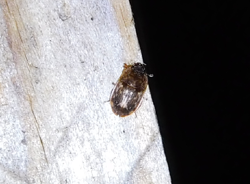 Soronia grisea - pettyegetett fénybogár