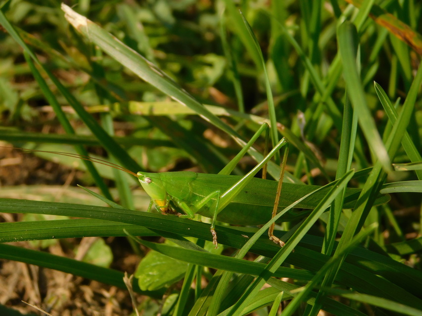 Ruspolia nitidula - nagy kúpfejűszöcske