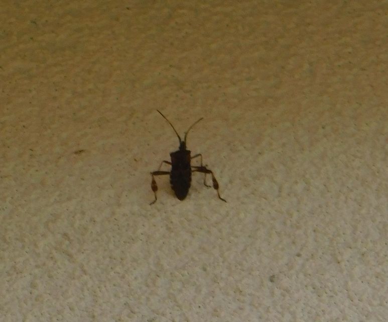 Leptoglossus occidentalis - nyugati levéllábú poloska