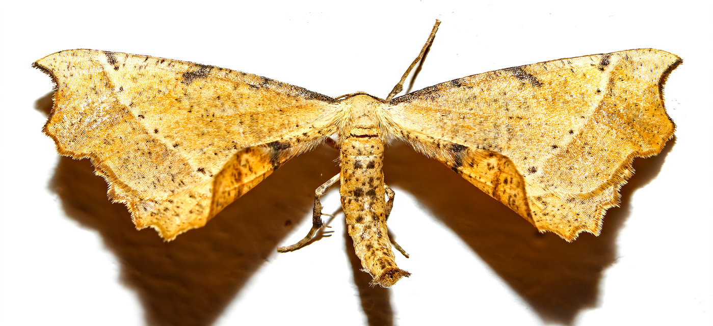 Artiora evonymaria - kecskerágó-araszoló