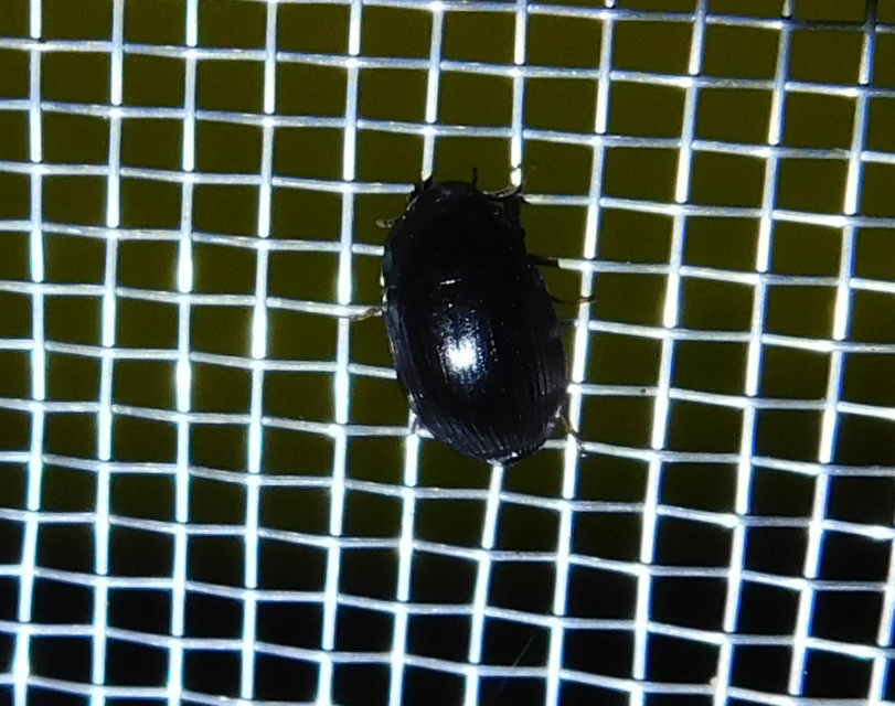 Hydrobius
