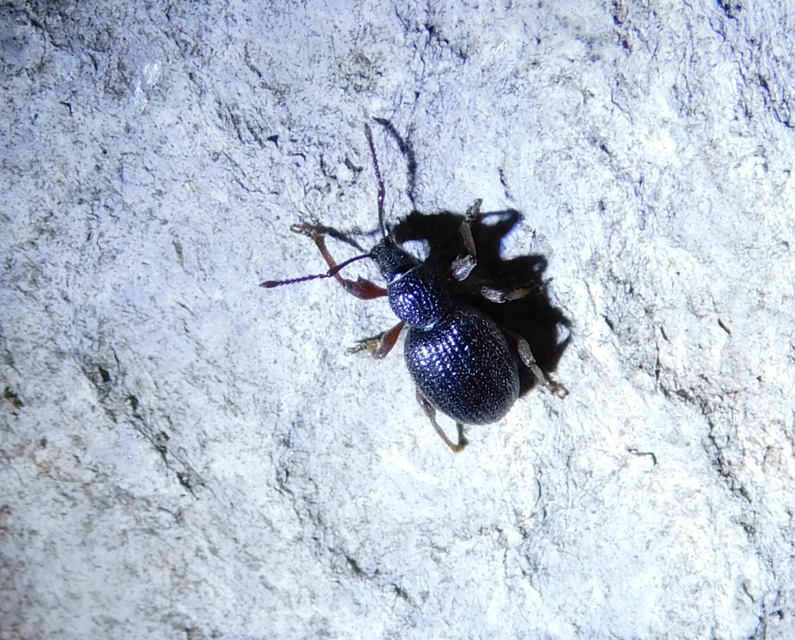 Otiorhynchus ovatus - apró gyalogormányos