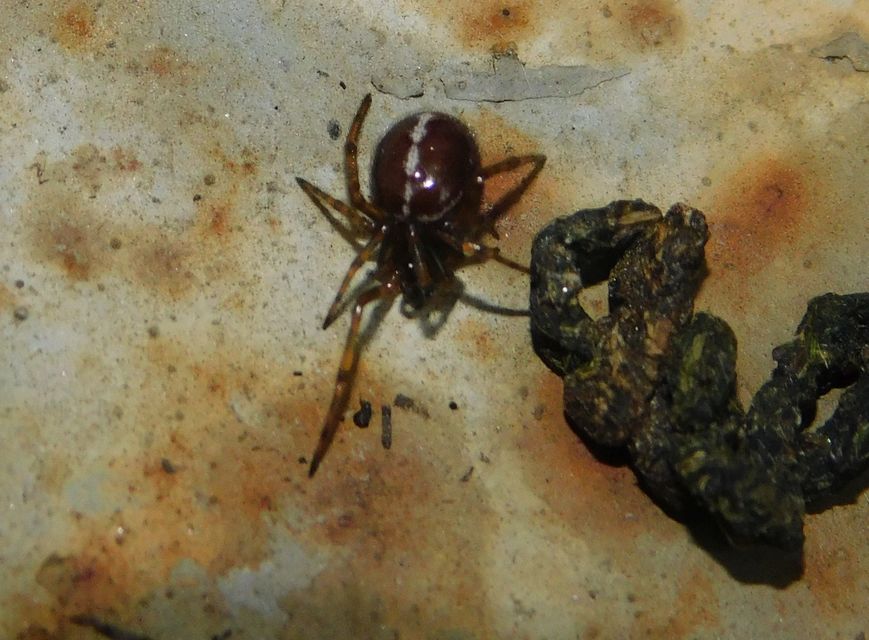 Steatoda bipunctata - kétpettyes faggyúpók