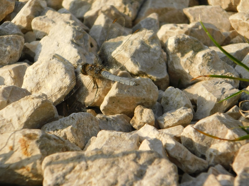 Orthetrum coerulescens - karcsú pásztorszitakötő