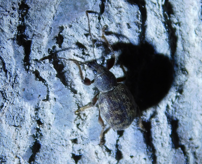 Otiorhynchus smreczynskii - zömök gyalogormányos