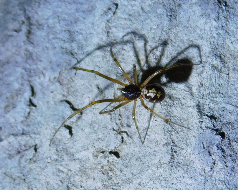 Steatoda triangulosa - háromszöges faggyúpók