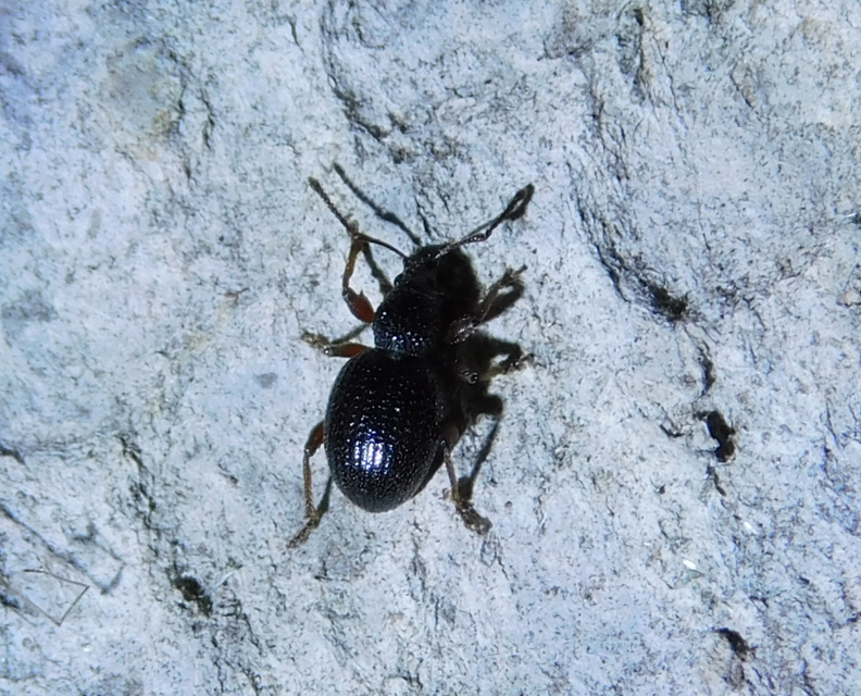 Otiorhynchus ovatus - apró gyalogormányos