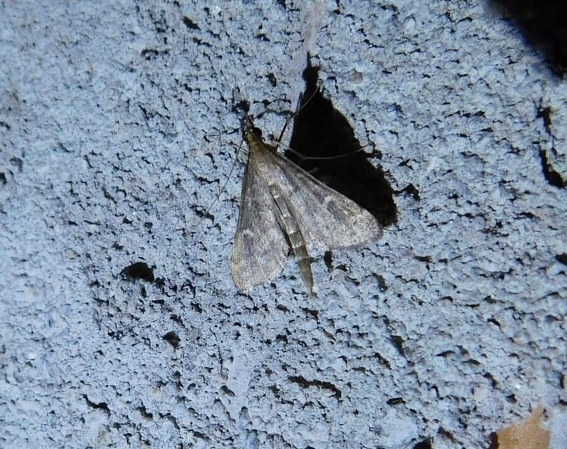 Dolicharthria punctalis - hosszúlábú tűzmoly