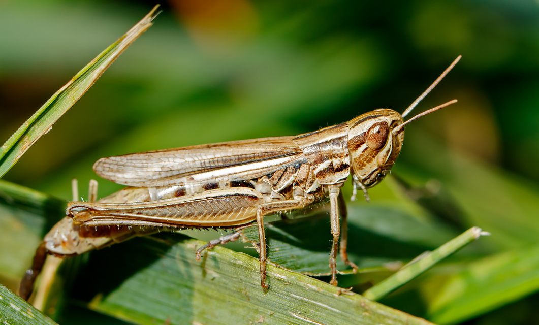 Euchorthippus declivus - rövidszárnyú rétisáska