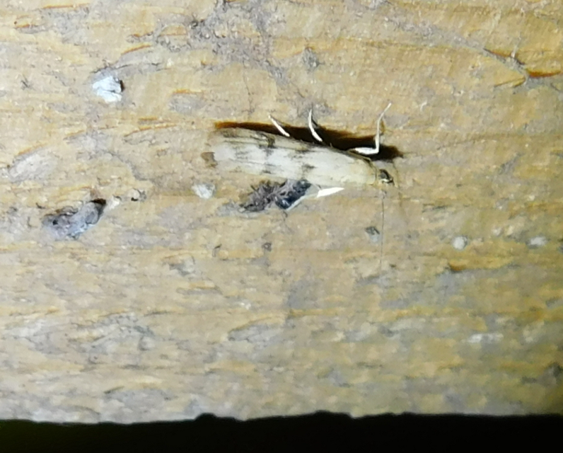 Homoeosoma sinuella - agyagsárga karcsúmoly