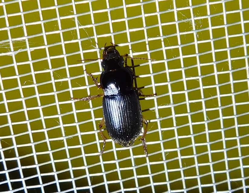 Harpalus griseus - kis selymesfutó