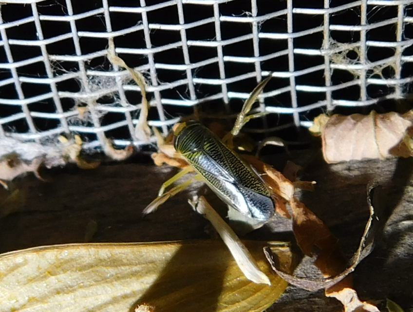 Corixidae - búvárpoloskák Corixidae - búvárpoloskák