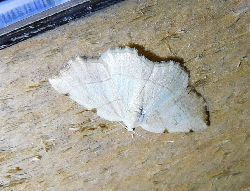 Eilicrinia trinotata - háromjegyű araszoló