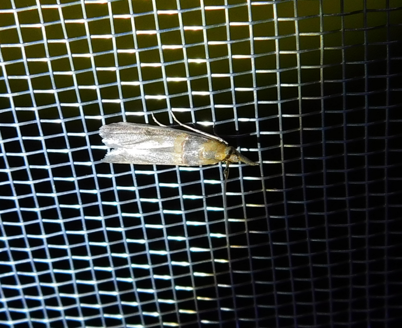 Etiella zinckenella - akácmoly