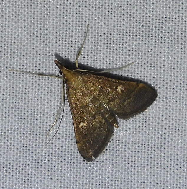 Dolicharthria punctalis - hosszúlábú tűzmoly
