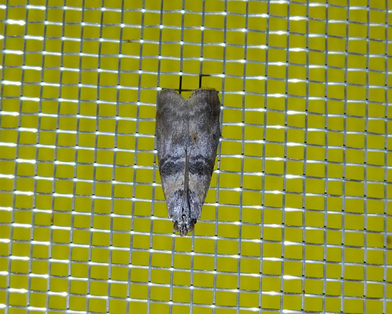 Sciota
