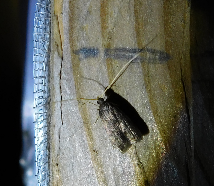 Lecithocera nigrana - kis hindumoly
