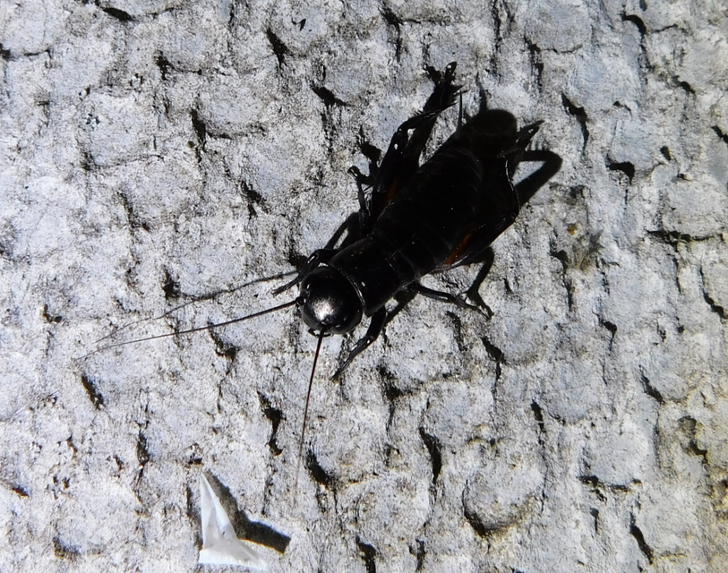 Gryllus campestris - mezei tücsök