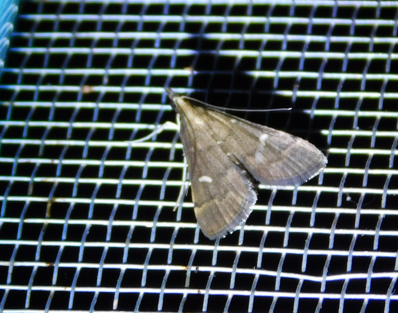Dolicharthria punctalis - hosszúlábú tűzmoly
