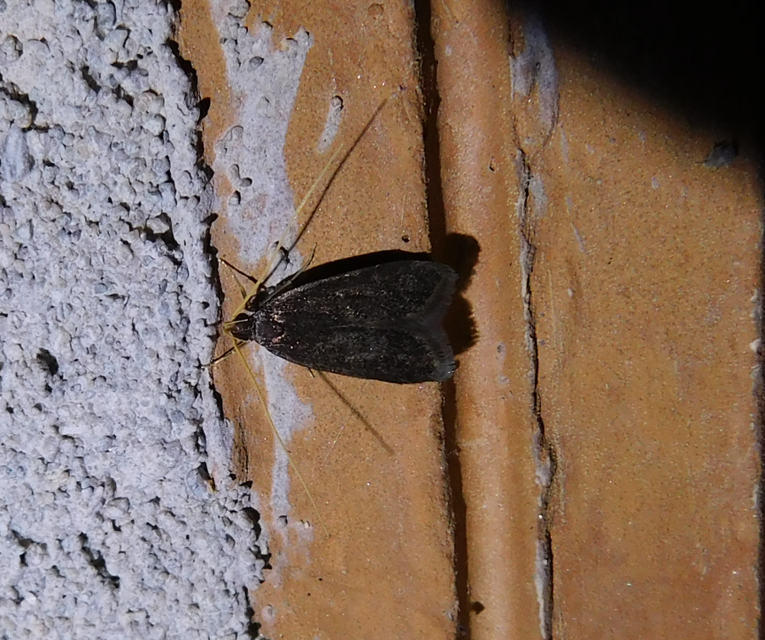 Lecithocera nigrana - kis hindumoly