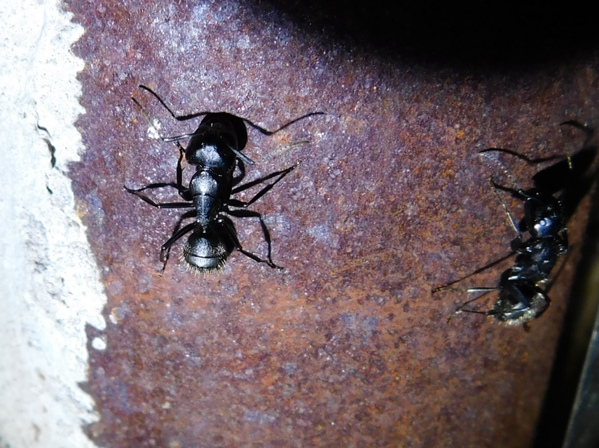 Camponotus vagus - fekete lóhangya
