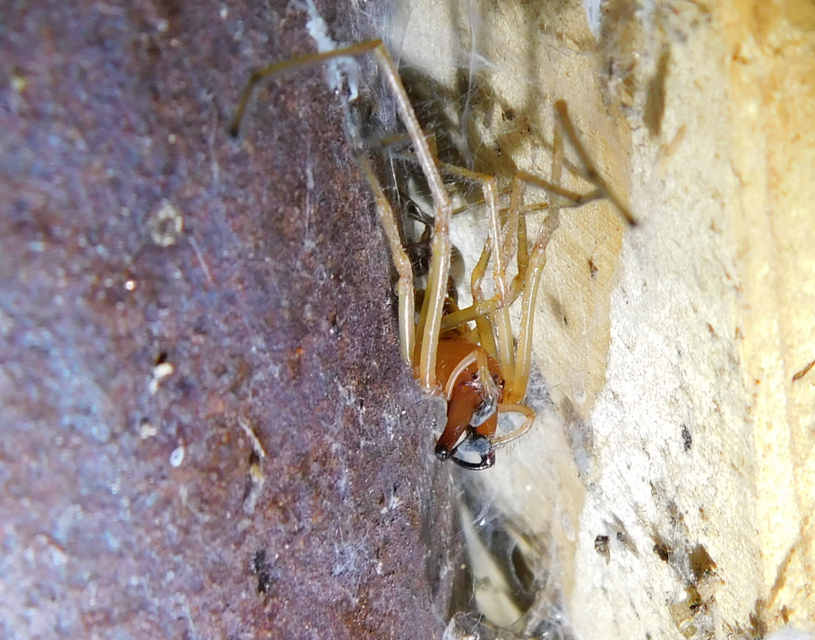 Cheiracanthium punctorium - mérges dajkapók
