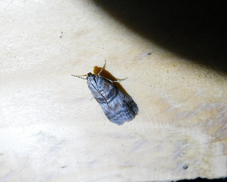 Sciota