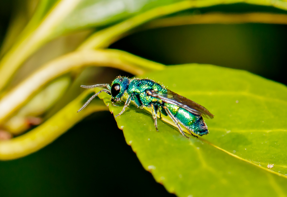 Trichrysis cyanea