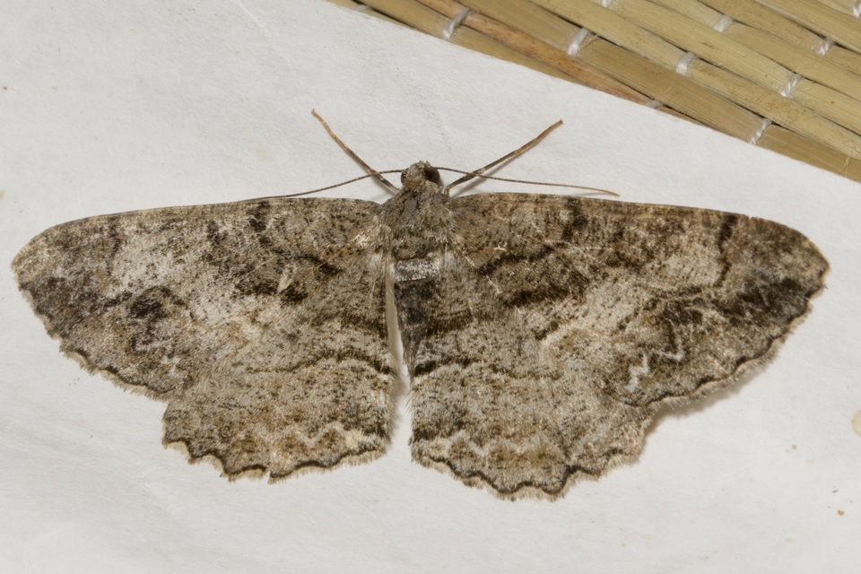 Alcis repandata - foltos faaraszoló Alcis repandata - foltos faaraszoló