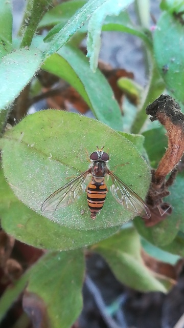 Episyrphus balteatus - ékfoltos zengőlégy