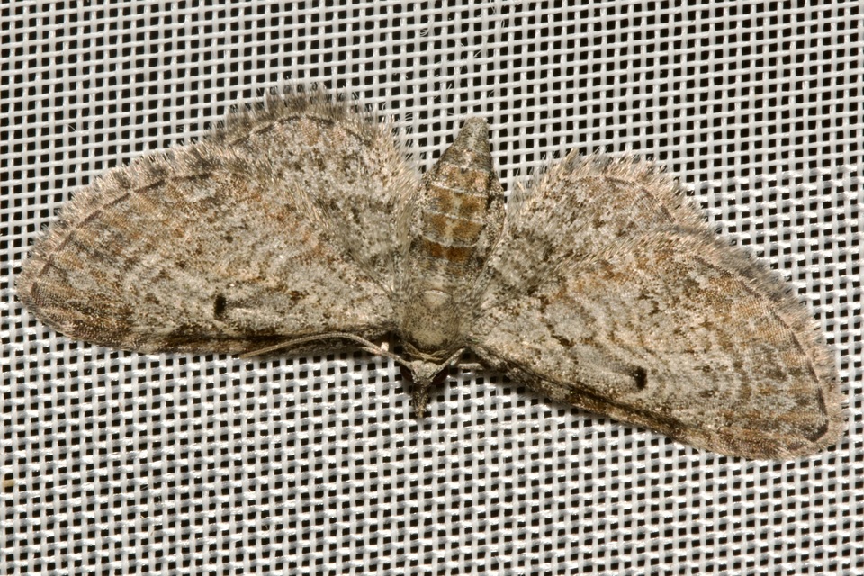 Eupithecia tenuiata - sötétszegélyű törpearaszoló
