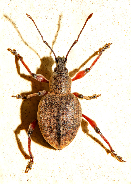Dodecastichus mastix - lécesorrú gyalogormányos