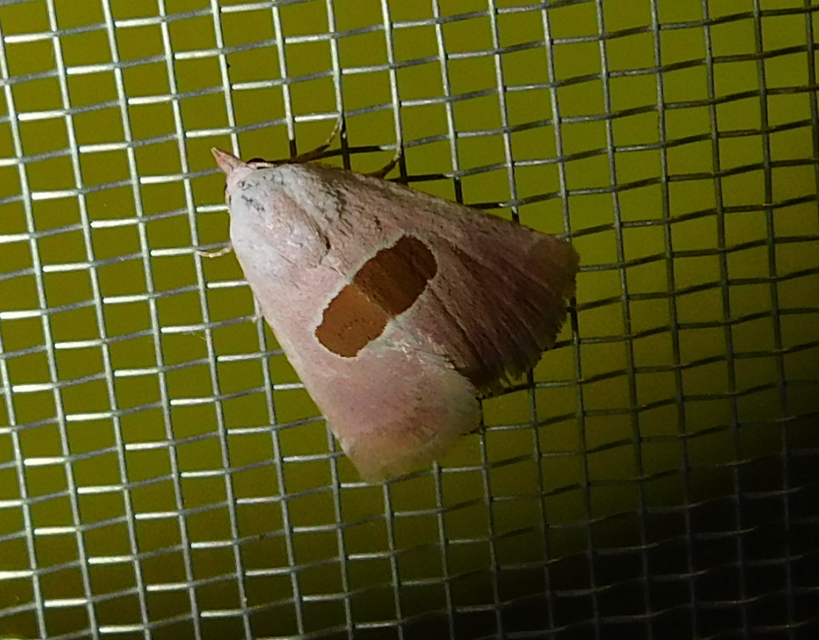 Calymma communimacula - pajzstetűfaló bagoly